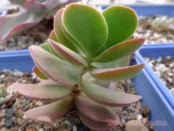 醉斜阳：景天科青锁龙属多肉植物