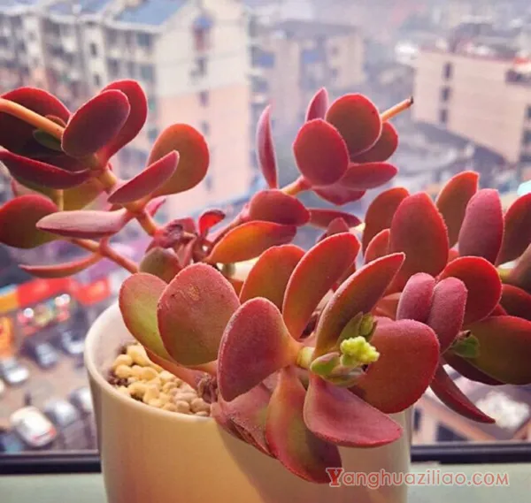 醉斜阳：景天科青锁龙属多肉植物