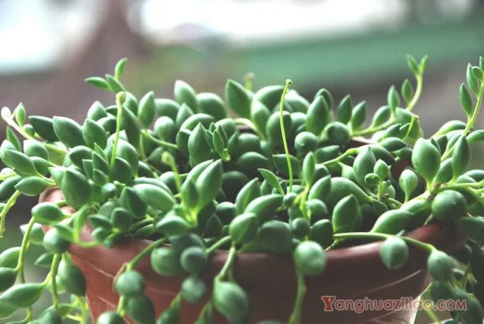 大弦月城（亥利仙年菊、京童子）：菊科千里光属的多肉植物