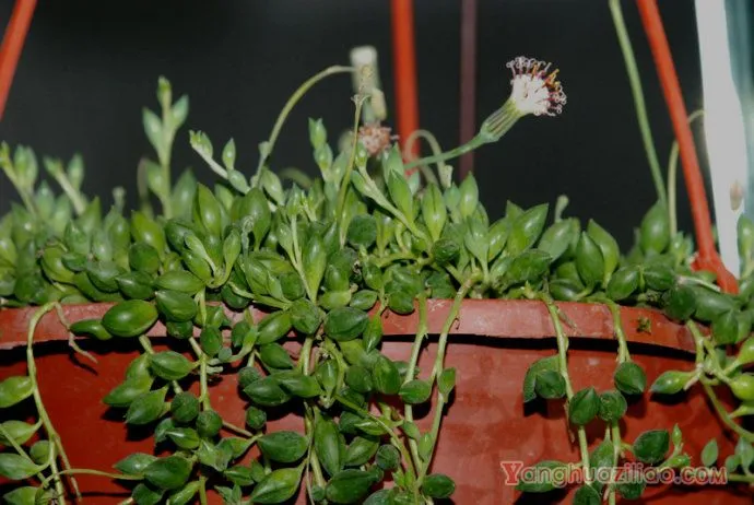 大弦月城（亥利仙年菊、京童子）：菊科千里光属的多肉植物