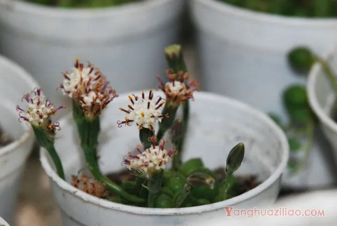 大弦月城（亥利仙年菊、京童子）：菊科千里光属的多肉植物