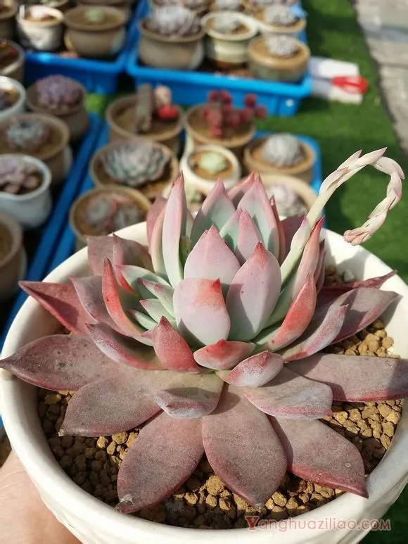布兰迪：景天科拟石莲花属多肉植物