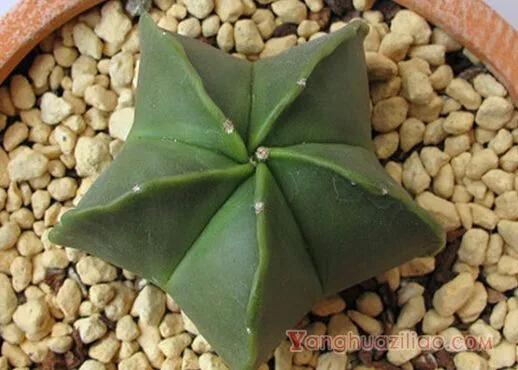 鸾凤玉：仙人掌科星球属多肉植物