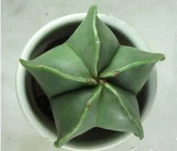 鸾凤玉：仙人掌科星球属多肉植物