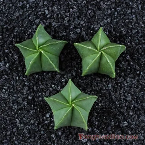 鸾凤玉：仙人掌科星球属多肉植物