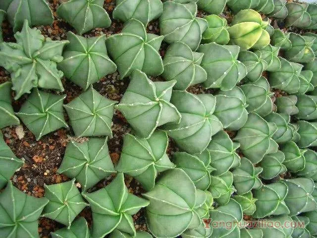 鸾凤玉：仙人掌科星球属多肉植物