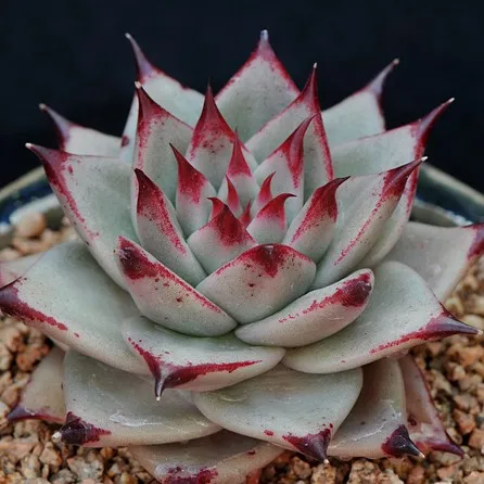 天狼星：景天科拟石莲花属多肉植物