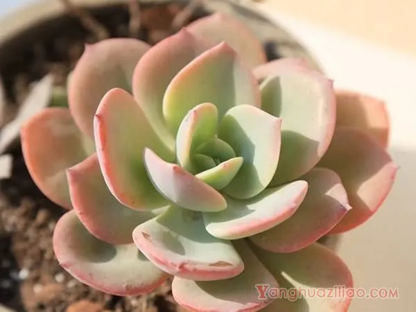 白凤 ：园艺培育品种 景天科多肉植物