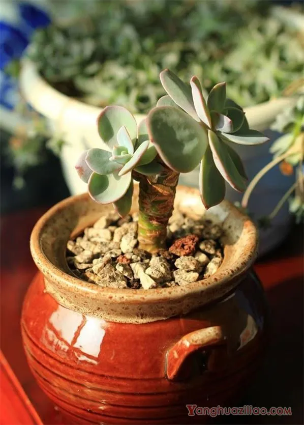 白凤 ：园艺培育品种 景天科多肉植物