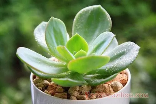 白凤 ：园艺培育品种 景天科多肉植物