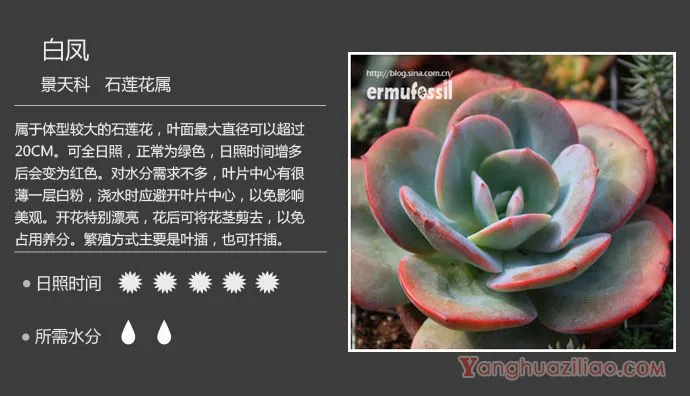 白凤 ：园艺培育品种 景天科多肉植物