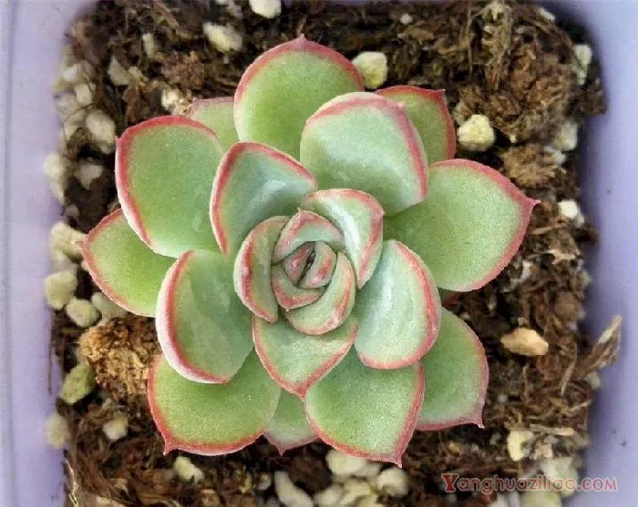 白凤 ：园艺培育品种 景天科多肉植物