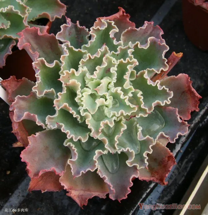 祗园之舞:景天科拟石莲花属的多年生多肉植物