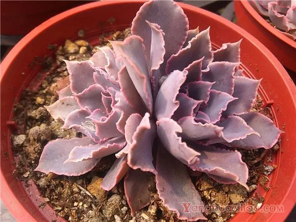 祗园之舞:景天科拟石莲花属的多年生多肉植物