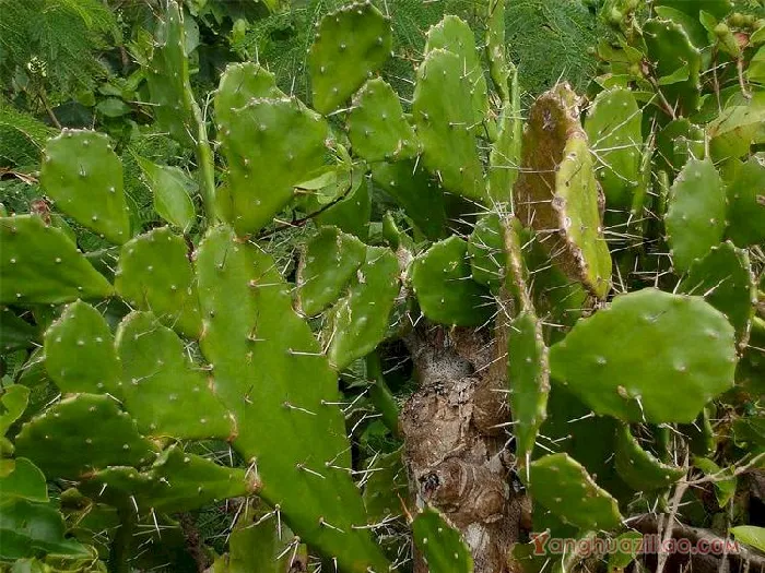 单刺仙人掌：仙人掌科仙人掌属的多肉植物