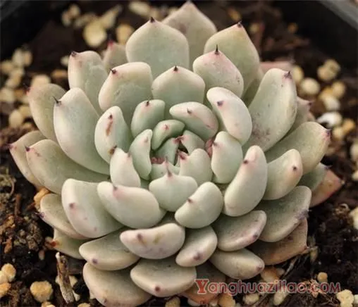 黑爪:景天科拟石莲花属的多肉植物