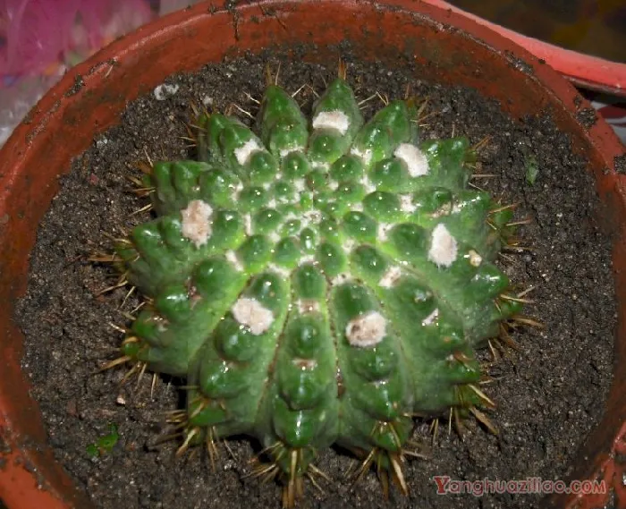 狮子王球：仙人掌科南国玉属多肉植物