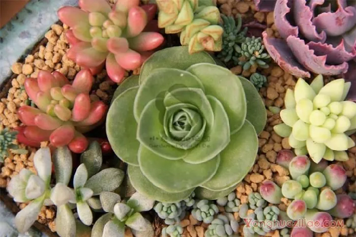 å¤èæ¤ç©ç§æ¤ä¸å¸¸è§æ¯è¯å¤§å
¨