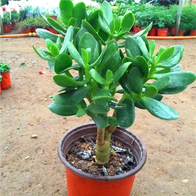 厚脸皮植物怎么养 厚脸皮的养殖方法