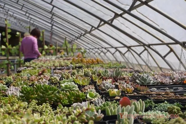 多肉大棚如何度夏？大棚的多肉植物如何度夏