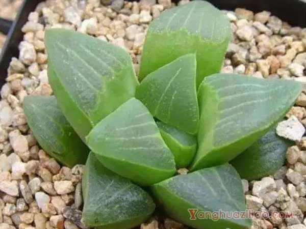 帝王寿:百合科瓦苇属多肉植物