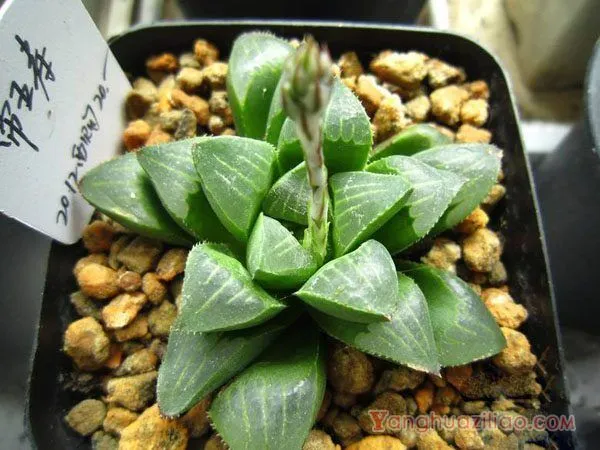 帝王寿:百合科瓦苇属多肉植物