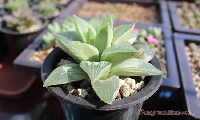 帝王寿:百合科瓦苇属多肉植物