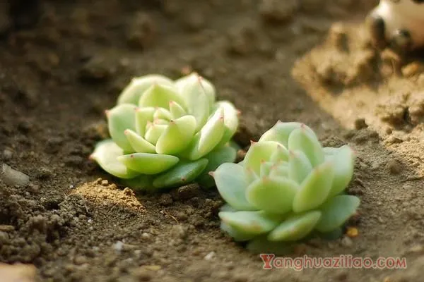 静夜：景天科拟石莲花属的多肉植物