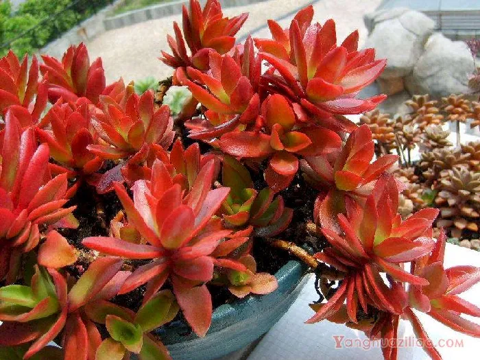火祭（秋火莲）：色泽艳丽观赏多肉植物