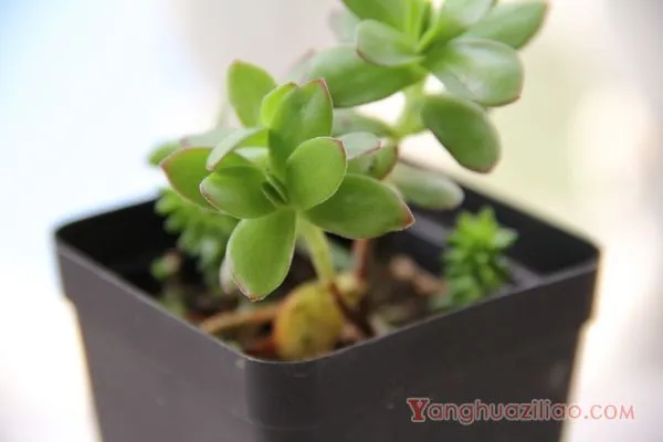 天狗之舞：景天科青锁龙属多肉植物