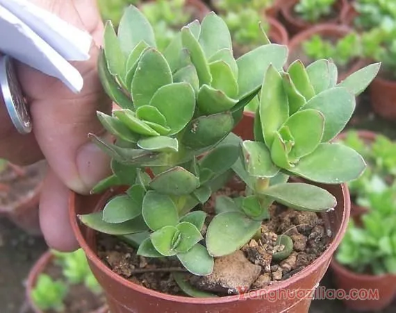 天狗之舞：景天科青锁龙属多肉植物