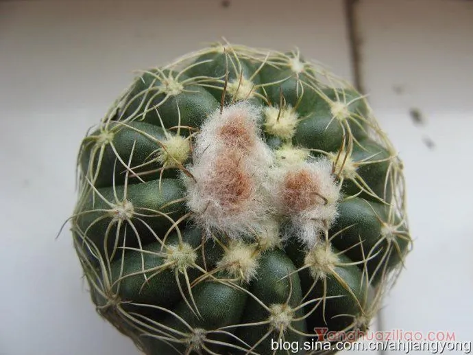 眩美玉：仙人掌科南国玉属多肉植物