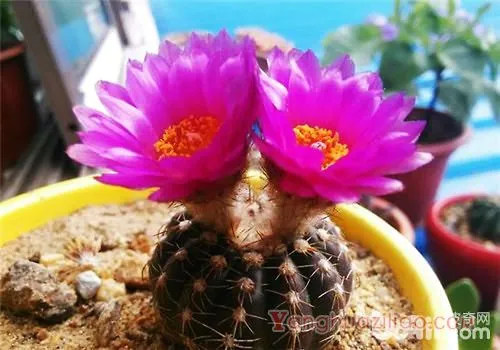 眩美玉：仙人掌科南国玉属多肉植物