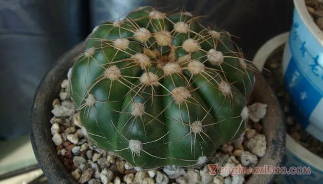 眩美玉：仙人掌科南国玉属多肉植物