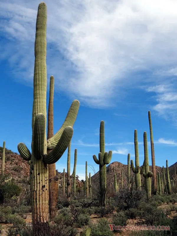 巨柱仙人掌:世界最高的仙人掌品种之一