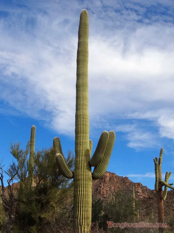 巨柱仙人掌:世界最高的仙人掌品种之一