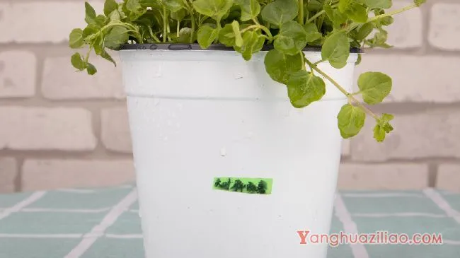 薄荷