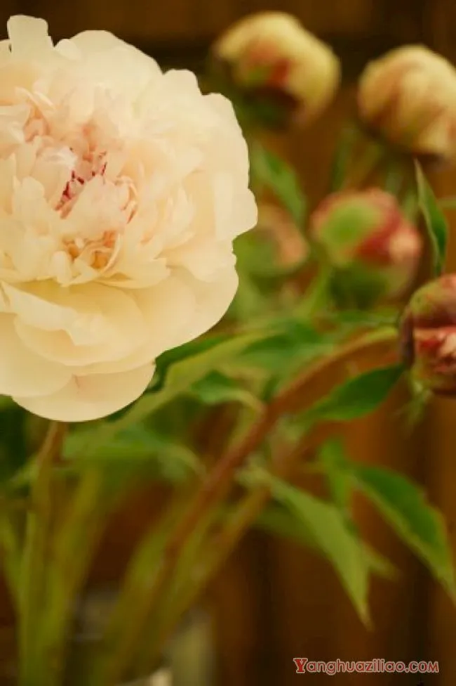 芍药