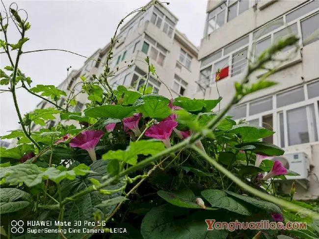 牵牛花