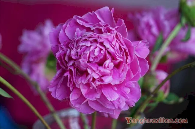 芍药