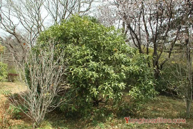 桂花