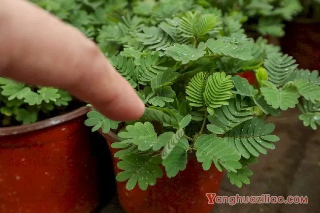 含羞草
