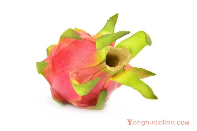 火龙果