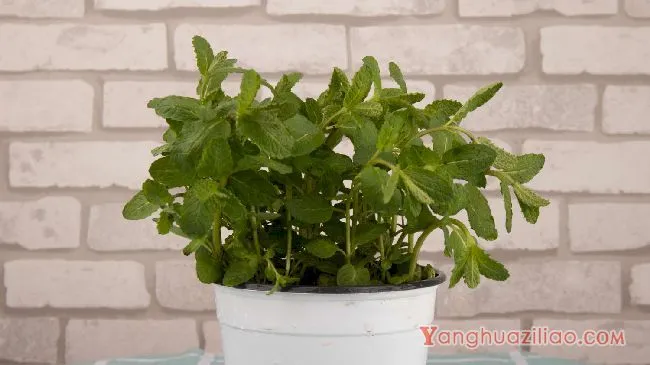 薄荷