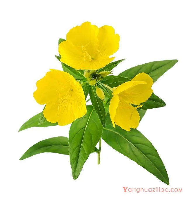 月见草