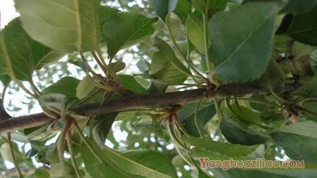 苹果树什么时间花芽分化，如何管理？
