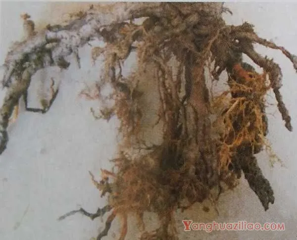 猕猴桃疫霉根腐病用什么药治？（猕猴桃疫霉根腐病防治方法）