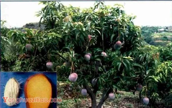 热品10号芒果品种好不好? 热品10号芒果品种好不好?