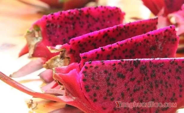 火龙果种子的营养成分有哪些？