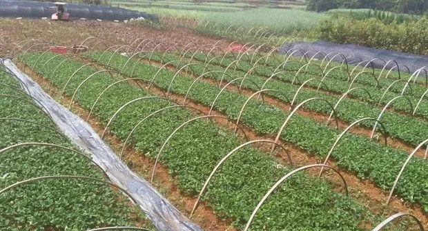 柚子砧木如何培育？